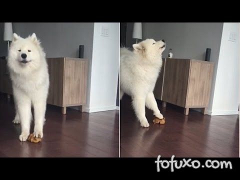 Cachorro uiva no ritmo de brinquedo