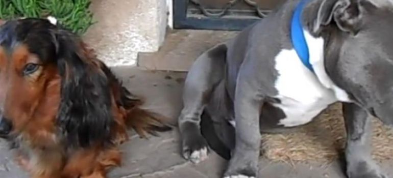 Cães são interrogados no caso da palmilha roída