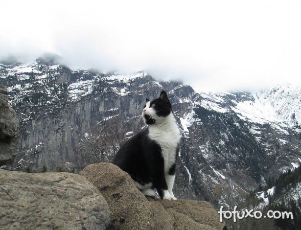 Gato vira guia nos Alpes Suíços