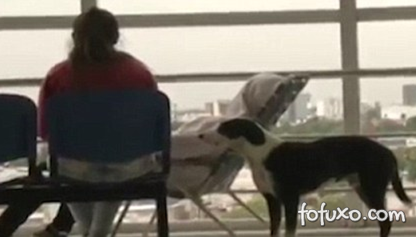 Vídeo mostra história do cão que não deixava hospital onde dono faleceu