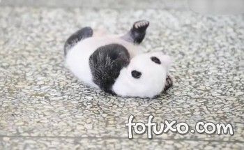 Filhote de panda tenta virar de barriga para baixo