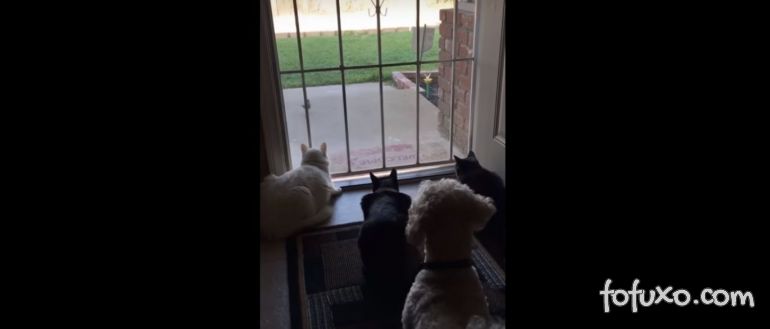 Cachorro assusta gatos concentrados
