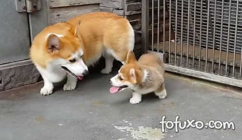 Cachorro ensina filhote a sentar