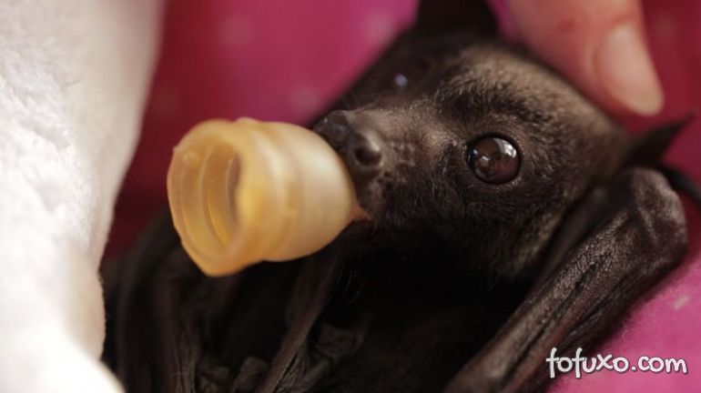 Filhote de morcego comove as redes sociais