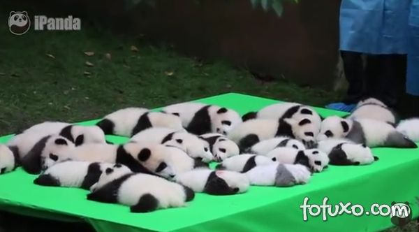 Filhotes de panda encantam internautas