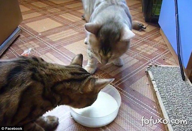 Gatos brigam “educadamente” por tigela de leite