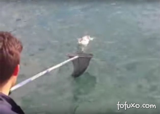 Vídeo mostra gato sendo resgatado em alto mar