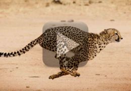 Chita defende filhotes de ataque de leopardo