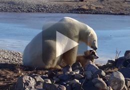 Urso polar flagrado acariciando um cachorro