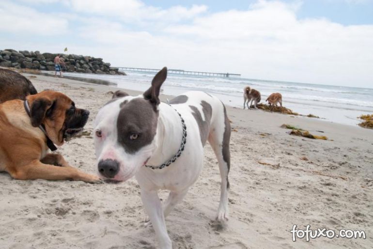 Conheça a praia perfeita para os cães