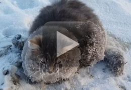Gato é resgatado depois de sofrer congelamento na rua