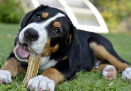 Suplementos podem substituir ossos na vida dos cães