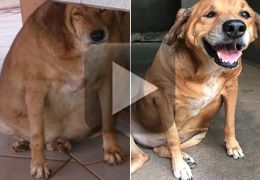 Cachorro “Bolinha” volta a ficar obeso depois de tratamento
