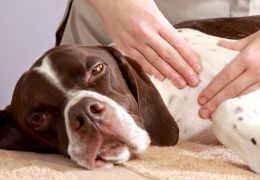 Cresce serviços que oferecem massagens caninas nos Estados Unidos