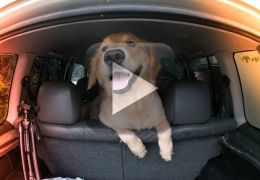 Cachorro derruba pedestre e viraliza na web
