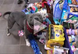 Vídeo mostra cães e gatos de abrigo abrindo presentes de natal