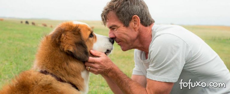 ONG quer boicotar filme '4 Vidas de um Cachorro' por maus tratos em bastidores