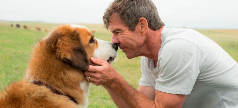 ONG quer boicotar filme '4 Vidas de um Cachorro' por maus tratos em bastidores