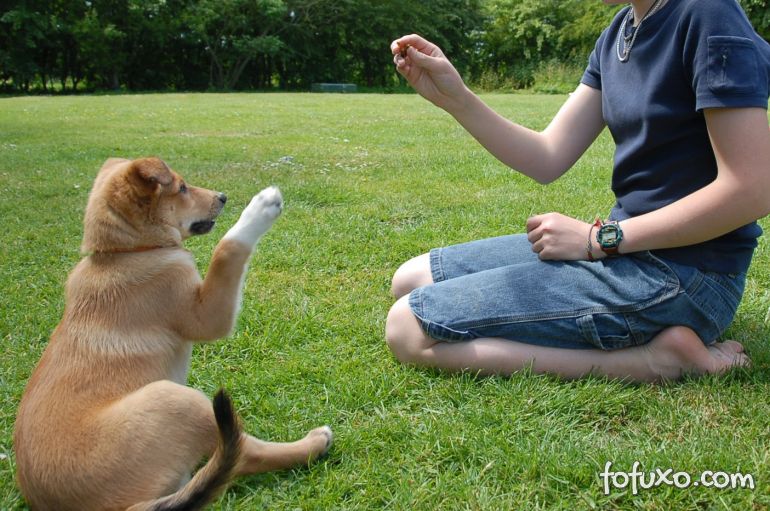 Confira alguns mitos e verdades sobre adestramento de cães