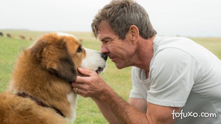 American Humane defende produção do filme 'Quatro Vidas de um Cachorro'