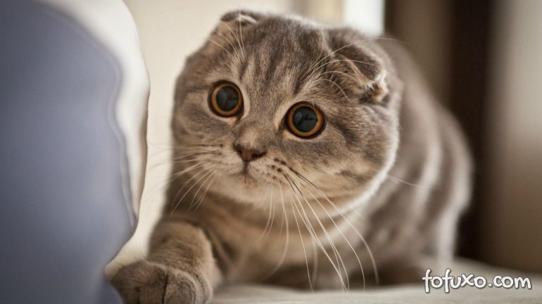 Confira dicas de raças de gatos para quem mora em apartamentos