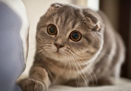 Confira dicas de raças de gatos para quem mora em apartamentos