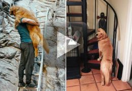 Cachorro medroso precisa de ajuda para subir escadas