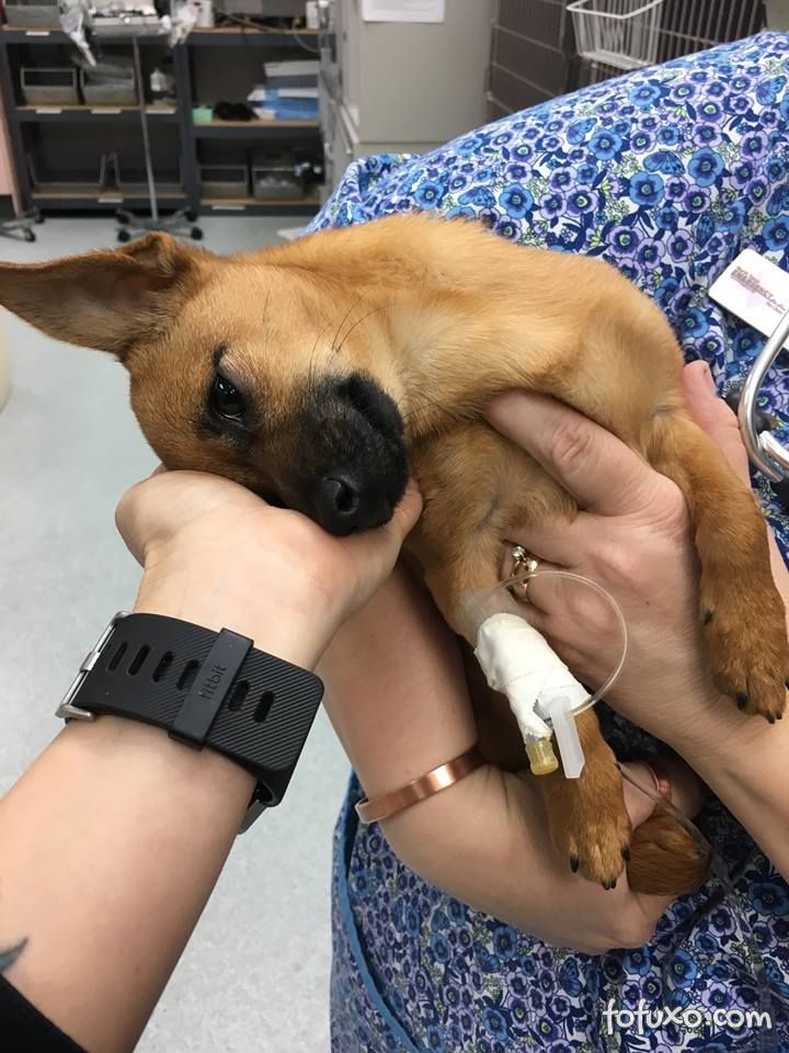 Cachorro é salvo de overdose de heroína