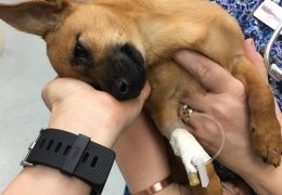 Cachorro é salvo de overdose de heroína