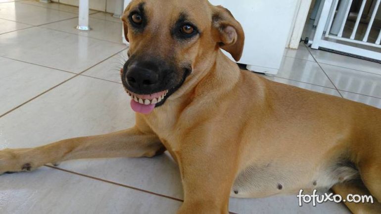 Conheça a cachorra que ficou famosa pelo seu “sorriso”