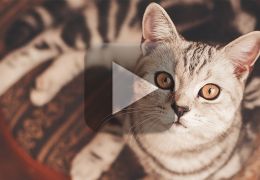 Vídeo mostra gato murmurando na frente da janela
