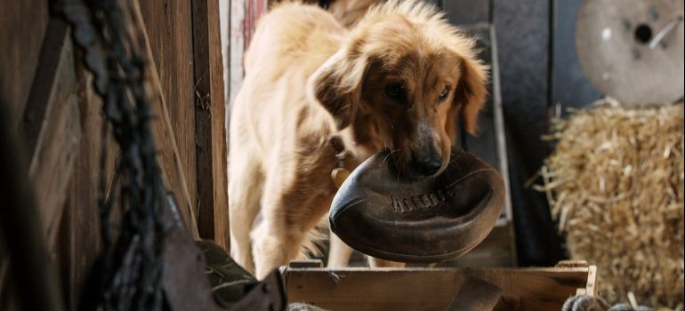 Estudo sugere que cachorros podem ser manipuladores