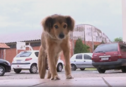 Cachorro mora em escola há 16 anos