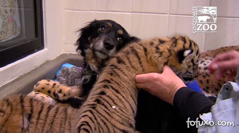 Cachorro adota filhotes de tigres em zoo