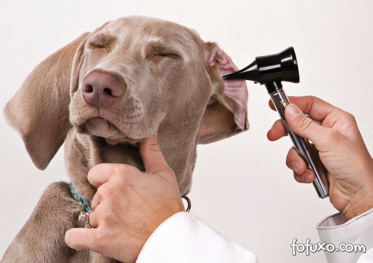 Dicas para limpar as orelhas do seu cachorro