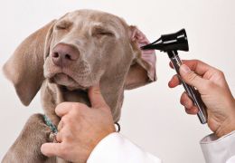 Dicas para limpar as orelhas do seu cachorro