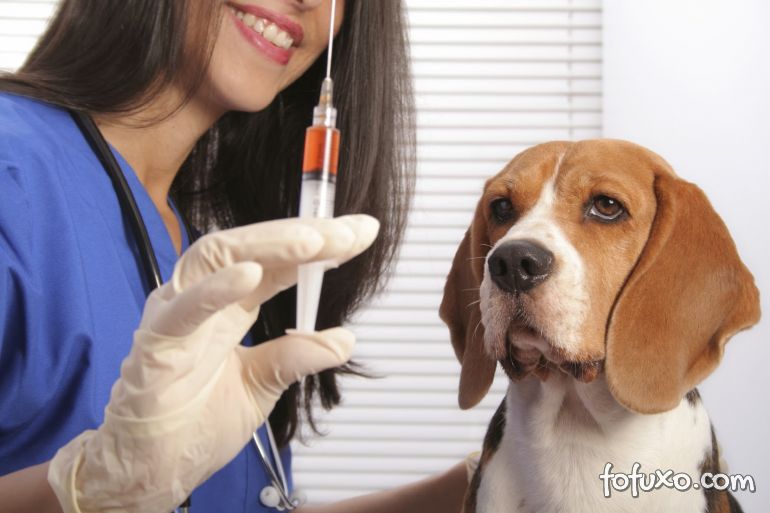 Dicas para que seu cachorro não seja infectado e nem passe doenças para outros