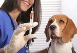 Dicas para que seu cachorro não seja infectado e nem passe doenças para outros