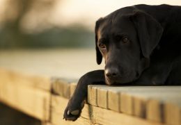 Cachorro salva adolescente que foi atingido por raio