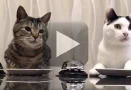 Gatos que pedem comida viralizam na internet