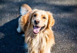 Curitiba terá feira dedicada aos Pets