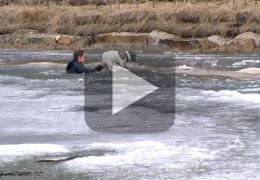 Homem se joga em lago congelado para salvar vida de cachorro