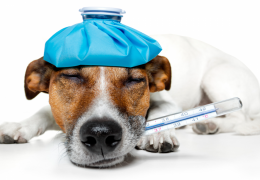 Dicas para combater o resfriado canino