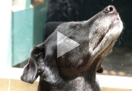 Cachorro reconhece tutor depois de ‘cheirada’