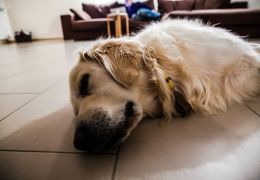 Entenda as tremedeiras dos cachorros enquanto eles dormem