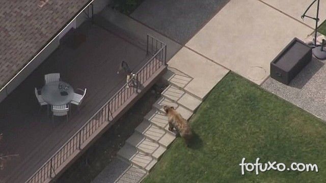 Cachorro corre atrás de urso que invadiu casa