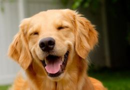 Polêmica: Humanos teriam tanto olfato quanto os cães