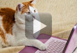 Pesquisa afirma que vídeos de gatos fazem bem para saúde