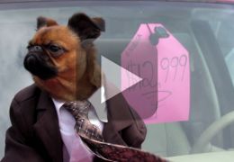 Conheça o cachorro que virou vendedor de carros