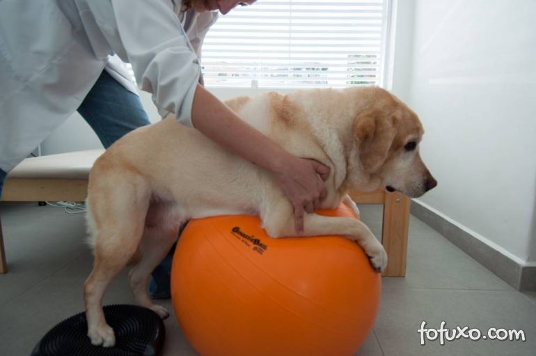 Confira os benefícios da fisioterapia para cães